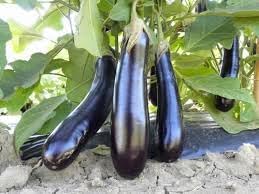Black Beauty Eggplant Seeds for Planting, 100 pcs